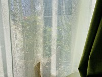 朝の光